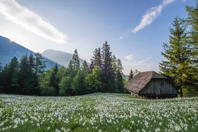 Раскраска домик деревне. раскраска домик в деревне. Картинки раскраски.