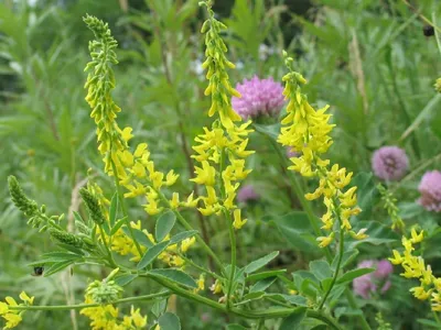 Донник лекарственный (лат. Melilótus officinális)