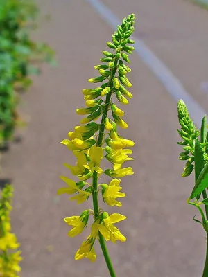 Донник жёлтый (Melilotus Officinalis)