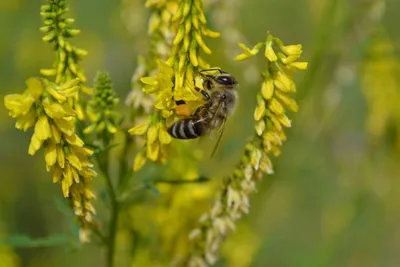 Донник лекарственный(melilotus officinalis) - YouTube