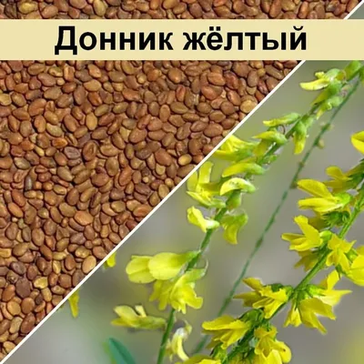 Донник желтый (Melilotus officinalis (L.) Pall.) - лекарственное, чайное,  съедобное растение. Описание, действие, применение, вещества, полезные  свойства и противопоказания. Лекарственная трава. Используют Трава. 5 фото  | 🍀 