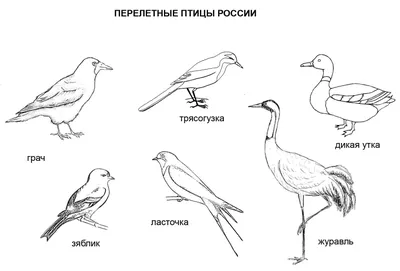 Дорисовать перелетных птиц картинки