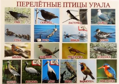 Как защитить перелетных птиц от столкновений со стеклами - Экологический  портал Санкт-Петербурга