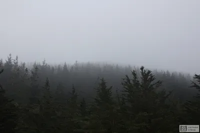 File:Летний дождь в лесу. Summer rain in the forest. -  -  Wikimedia Commons