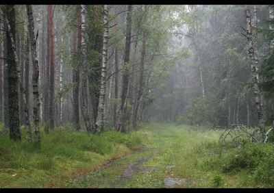 Дождь в лесу картинки