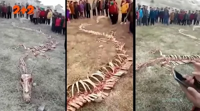 В Китае обнаружили скелет гигантского ящера