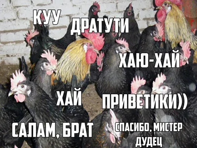 Дратути