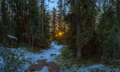 Фотография Дремучий лес на рассвете. из раздела пейзаж #6458021 - фото.сайт  - 