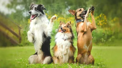 Дрессировка собак: как научить щенка командам | Royal Canin UA