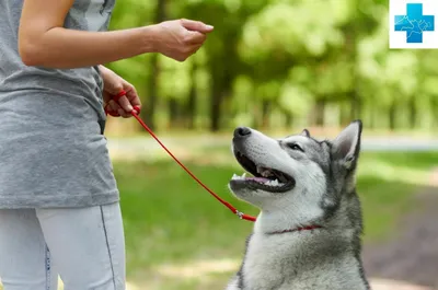 Дрессировка щенка: как правильно воспитать собаку