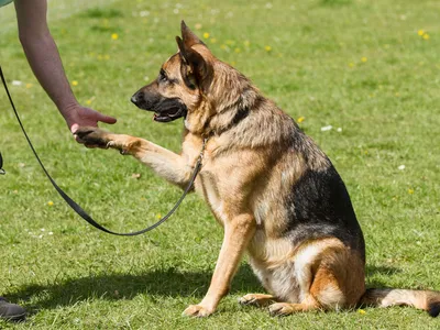 Дрессировка собак, какие лакомства для собак стоит выбрать для поощрения -  Собаки обзор на Gomeovet