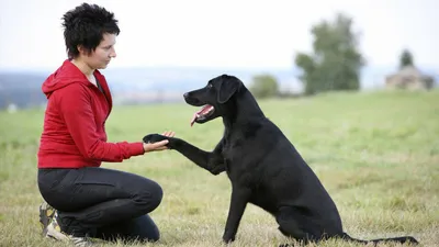 Дрессировка: это хорошо или плохо? | Dog People: Собаки и Люди | Дзен