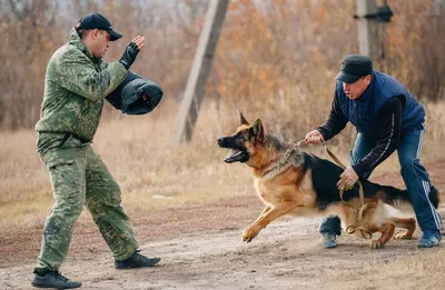 Дрессировка собак любых пород в Одессе - Kinolog Odessa