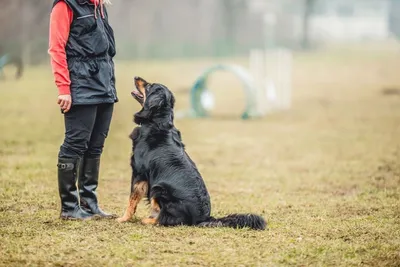 Как правильно дрессировать взрослую собаку? | PEDIGREE®