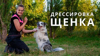 Бытовая дрессировка собак в Москве по отличным ценам