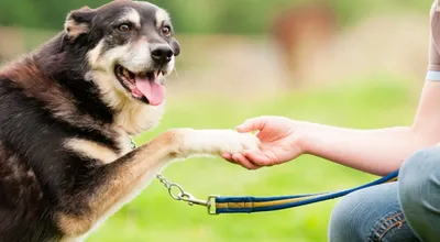 Дрессировка без наказания. 5 недель, которые сделают вашу собаку лучшей в  мире