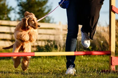 Способы обучения собаки командам: дрессировка самостоятельно и при  поддержке специалистов
