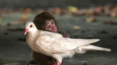 Странная дружба между животными разных видов - что их связывает? - BBC News  Русская служба