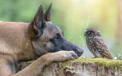 Awesome Animal Friendships! - Guaranteed to make you smile! - YouTube