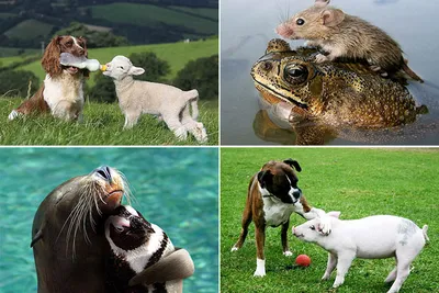 16 примеров необычной дружбы животных | Интересные факты | Дзен
