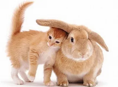 Дружба между животными | Смешные животные, Милые котики, Кролик