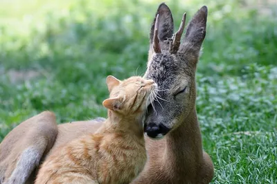 Невыдуманные истории: возможна ли дружба у животных