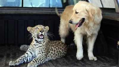 Трогательная дружба животных | ЗооБлог