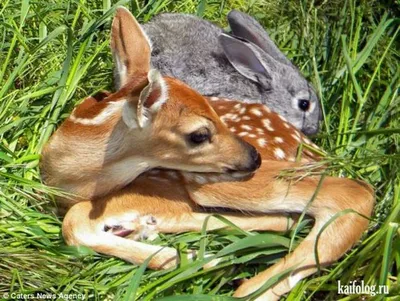 Необычная дружба животных: 7 удивительных связей в животном мире» |  Увлекательные факты | Дзен