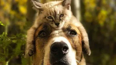 Невероятная дружба животных: кот и собака путешествуют вместе и умиляют  Сеть —  — В мире на РЕН ТВ