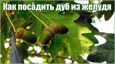 Купить Желуди дуба австрийского ( Quercus cerris ) в питомнике растений  Сидландия