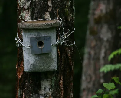 Как сделать домик для птиц | Birdwatching Moscow | Дзен