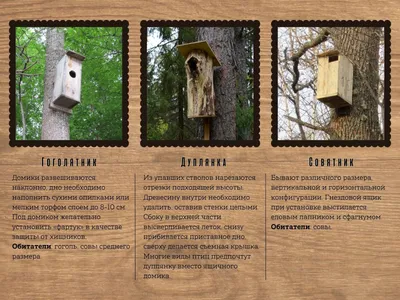 Как сделать домик для птиц | Birdwatching Moscow | Дзен