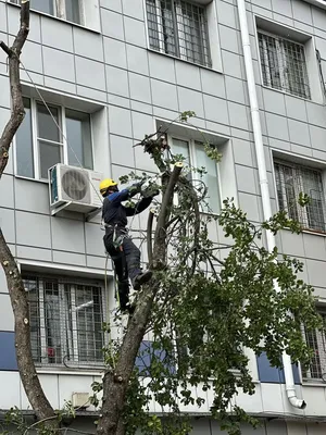 Что делать с дуплом на дереве в саду: пошаговая инструкция и способы  устранения проблемы | Сад и Огород