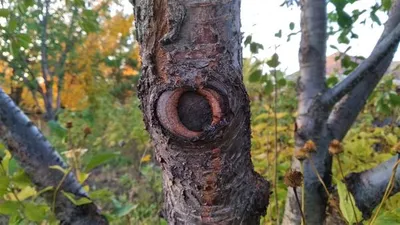 Тюльпановое дерево в Якорной Щели и Беранды