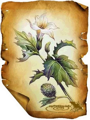 Дурман обыкновенный (Дурман вонючий) / Datura stramonium /… | Flickr