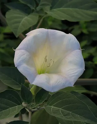 Купить Дурман Индийский, семенные коробочки (Datura Metel, seed boxes) в  интернет магазине PsiTown, мы доставим Дурман Индийский, семенные коробочки  (Datura Metel, seed boxes) в любую точку России и Планеты