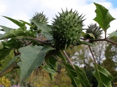 Купить Дурман Индийский, семена/коробочки (Datura Metel) в интернет  магазине PsiTown, доставим Дурман Индийскийв любую точку России и Планеты