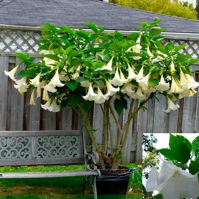 Древовидный дурман (Brugmansia) — путеводитель по отдыху в Крыму