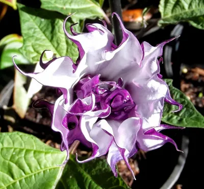 MW0499200, Datura stramonium (Дурман вонючий, Дурман обыкновенный), specimen