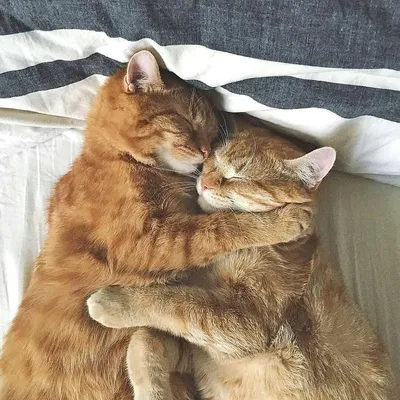 Два рыжих кота - 68 фото