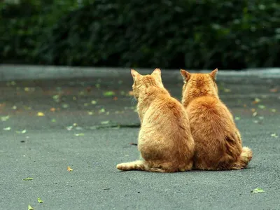 кот лицом к лицу кот морда кота в зеркале лицом друг к другу, аканбэ два  кота смотрят друг на друга, Hd фотография фото, каждый фон картинки и Фото  для бесплатной загрузки