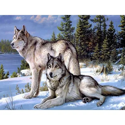 Онлайн пазл «Два волка»