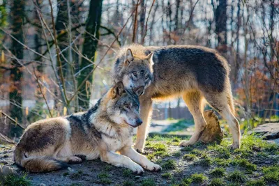 Пазл два волка - разгадать онлайн из раздела "Животные" бесплатно