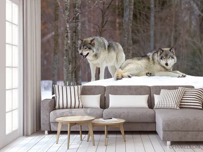Обои на рабочий стол Два волка лежат рядом на снегу, обои для рабочего  стола, скачать обои, обои бесплатно