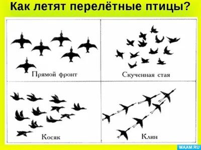 Конспект занятия по развитию речи на тему «Перелетные птицы».  Подготовительная группа. (2 фото). Воспитателям детских садов, школьным  учителям и педагогам - Маам.ру