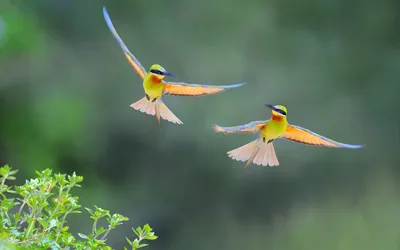 Две летящие птицы - 70 фото