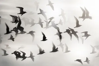 Тест: хищные птицы в полете. Сколько хищников вы узнаете по фото? | Кафедра  зоологии | Дзен