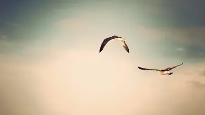 Две летящие птицы - 70 фото