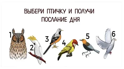 🦉Выберите птицу и получите послание этого дня! |  - к чему  снится сон? | Дзен