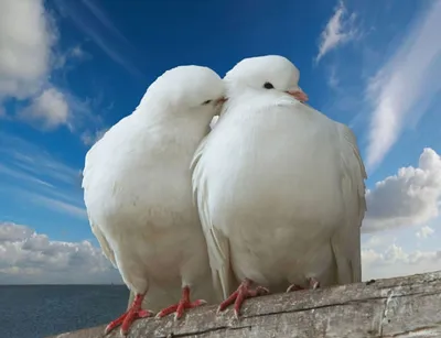 Две птицы в небе - 71 фото